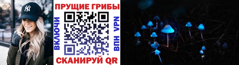 Галлюциногенные грибы Psilocybe  купить наркотики сайты  Волчанск 